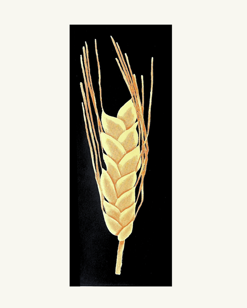 Sara Naim, Wheat, 2026