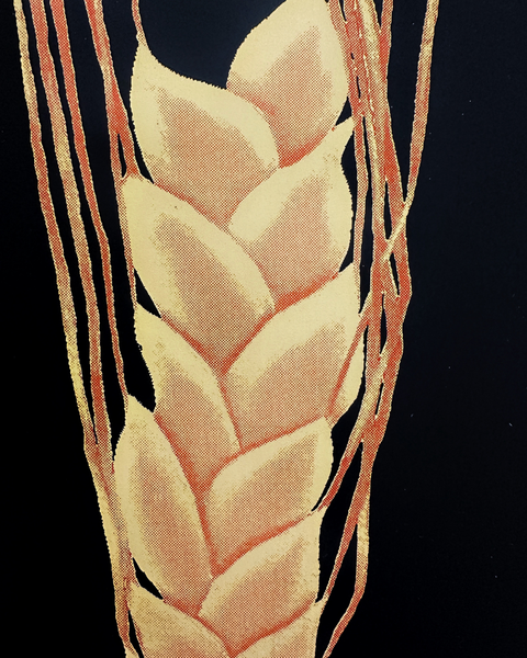 Sara Naim, Wheat, 2026